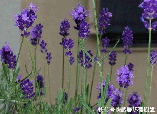 阳台上|这四种花草，随便摆一盆在家，蚊子不见了，驱蚊好养又漂亮
