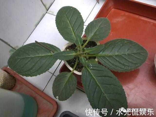 浸盆法|1种花超耐阴,一点散光就爆盆,花一开就是200多天!
