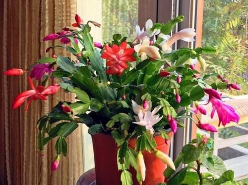  最让人|最让人喜欢的4种花，多季开花，花香四溢，还很好养