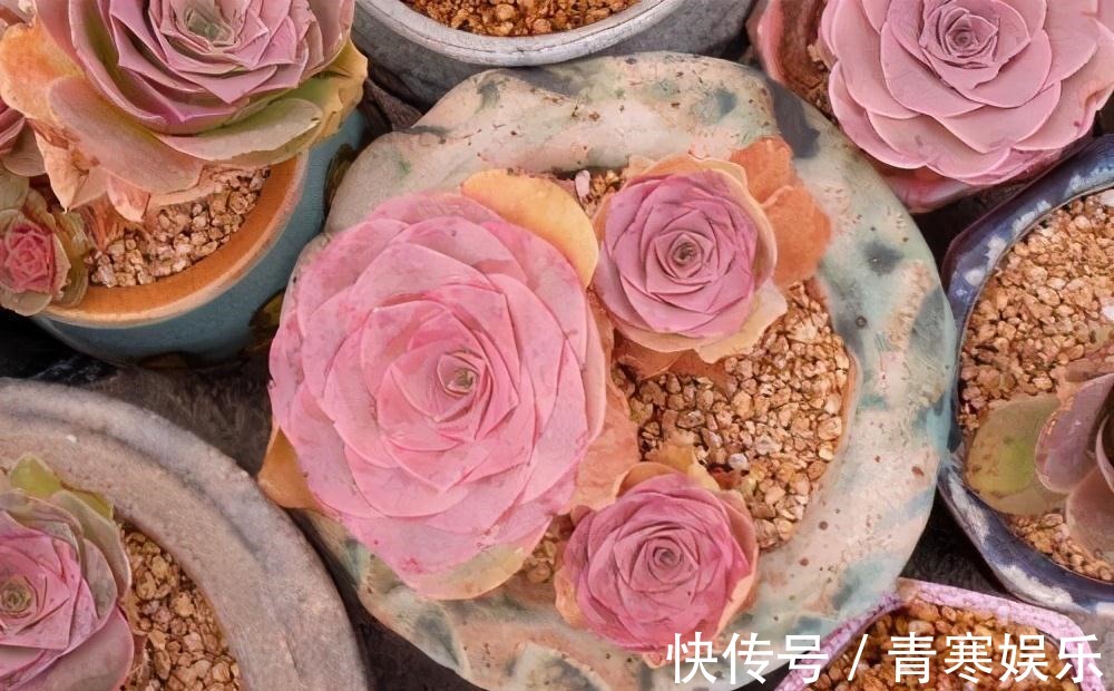 张大哥养肉10多年,总结出4个“耐热品种”,肉迷都喜欢