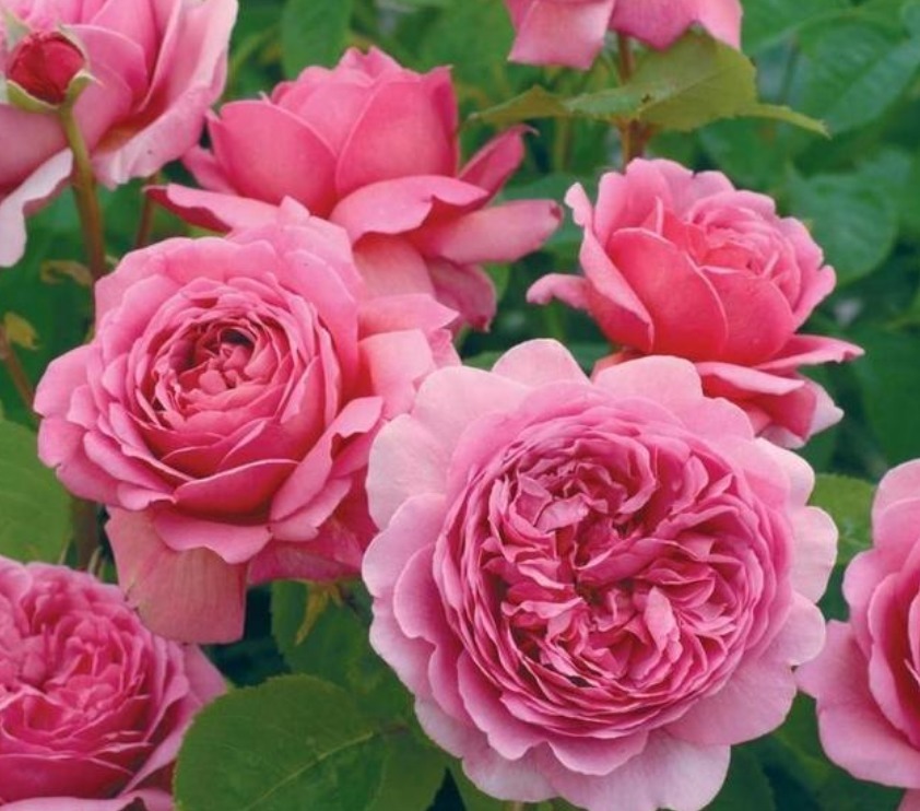 “3种花” 最适合懒人养,越不管长得越旺,管的勤快黄叶又烂根!