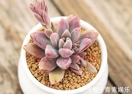 多肉秋丽怎么养教你3个小妙招,养出来的秋丽叶片肥厚更鲜艳