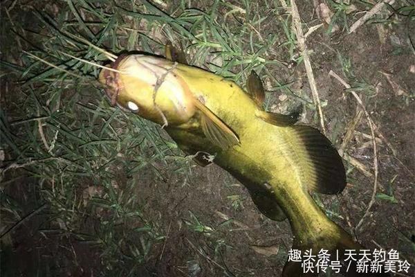 竿子|夏天串钩夜钓黄颡鱼技巧,最简单有效的钓法,收获更有保证