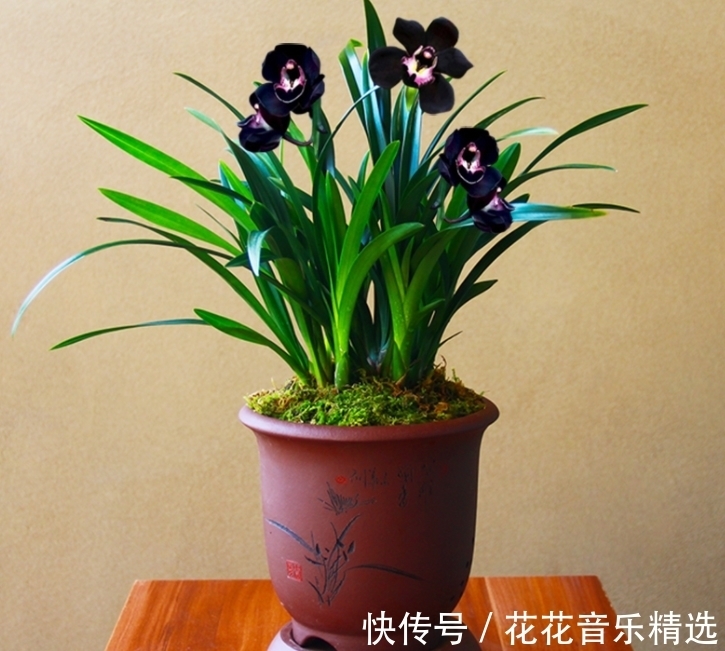 老花匠都在养的兰花,花色神秘,意境高雅,兰香浓郁,值得拥有