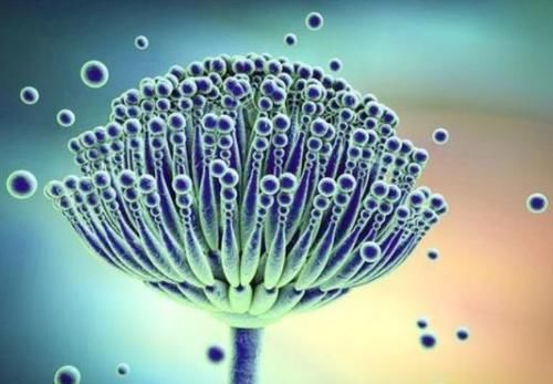 把馒头放进冰箱，超过3天的话，会怎么样？或许很多人都不清楚