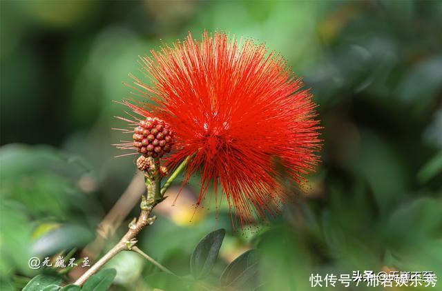 祖先是亲兄妹，自称舅舅的后代，中国热带雨林最神秘的民族