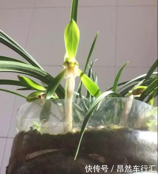 小菜园|养花技巧:一个油桶胜过两花盆,种菜养花好用又省钱!