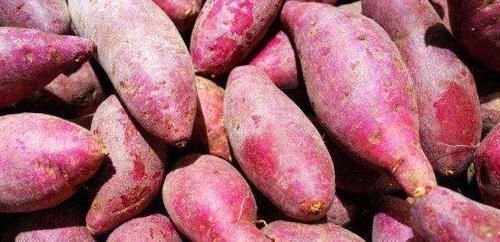 红薯|人倒下的不是病,而是无知!吃红薯要注意“3不”,早知早受益!