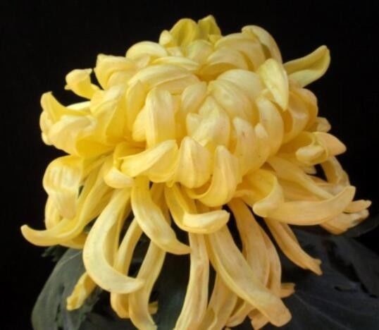 喜欢菊花,不如养盆“花好月圆”,花色璀璨,艳压群芳