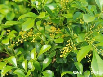 最喜欢夏天的三种花,越淋雨水长的越猛,轻松花开爆满盆