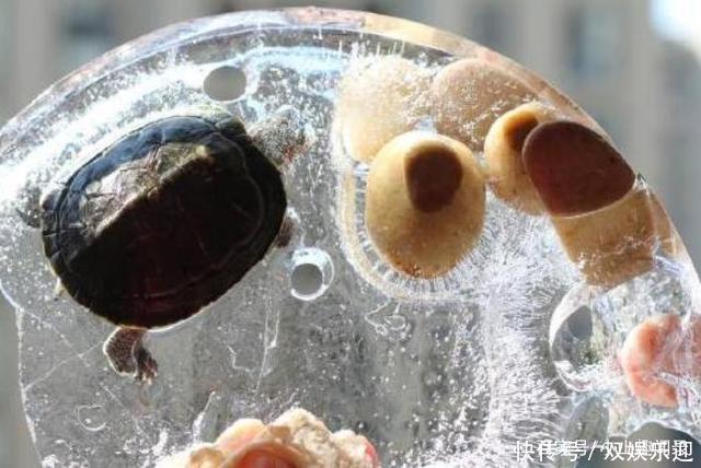 零下30度的东北集市什么样豆腐冻成冰块,看到乌龟后笑弯腰!