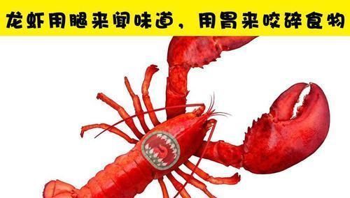 感受器 虽然很有趣,但并不是每个人都听说过的7个冷知识