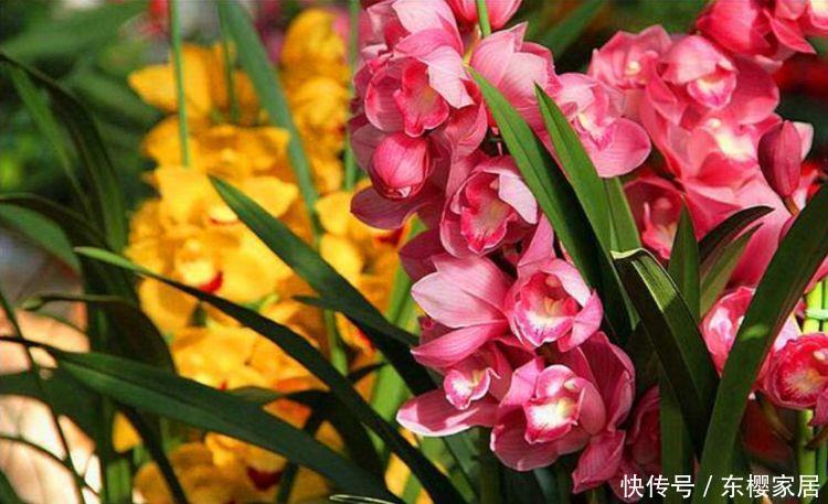 对待新手很友好的花卉,花色柔美,烂漫迷人