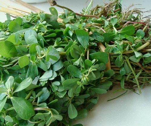 本芹|秋季人想长寿,要常吃3种食物,补充营养、身体好