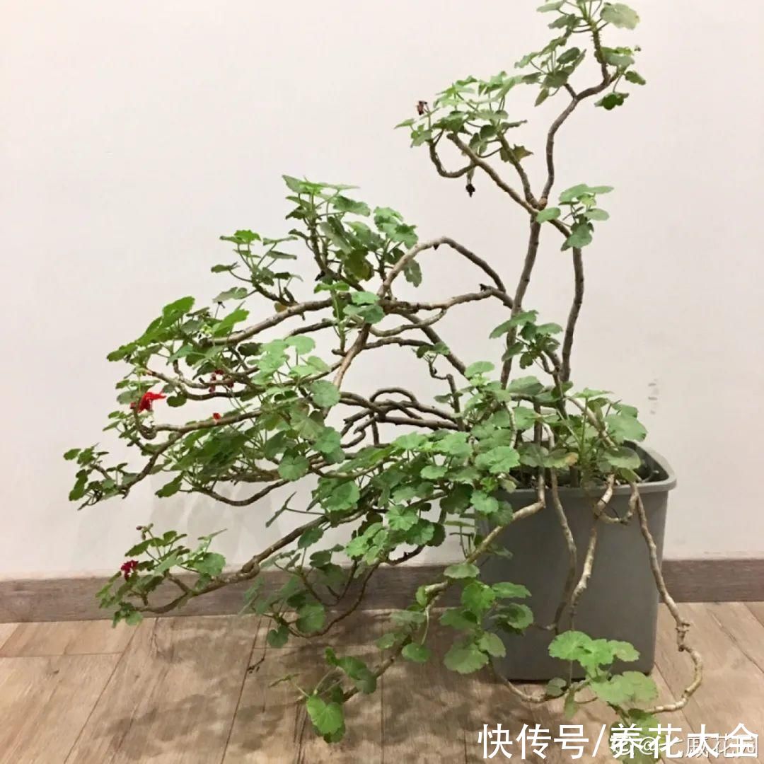 10种花要控水,天热反而不能浇,一浇水就死
