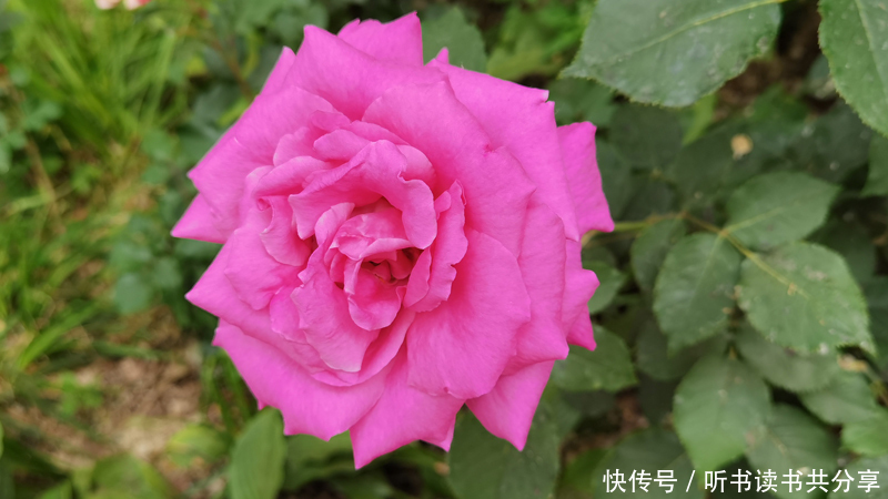 花花世界|紫色月季花在北京的花花世界中最显高贵