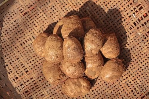 这“1白1黑”是冬季最强根菜王!白防癌通便、黑养肝护心