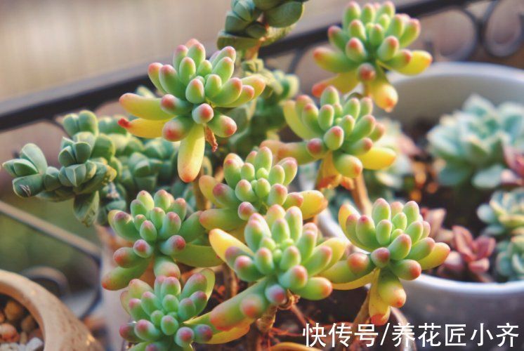 秋天的多肉想要恢复快,先“清理”,再给水,后施肥