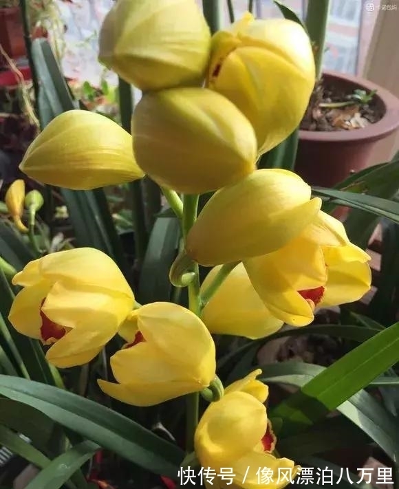 花姿|6种兰花爱开花,一开就变成“花瀑布”,太美了!
