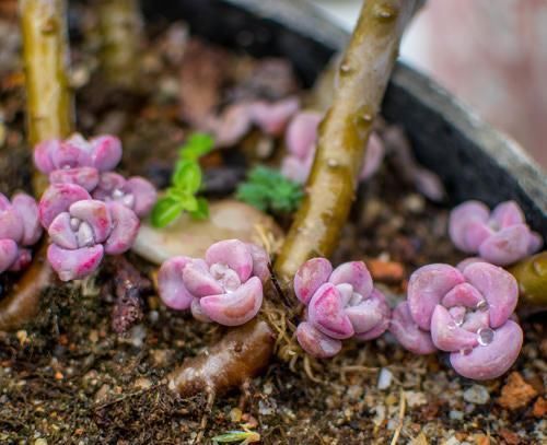 一种紫色“多肉”，5个养护小技巧，叶片肥，长成群生的漂亮老桩