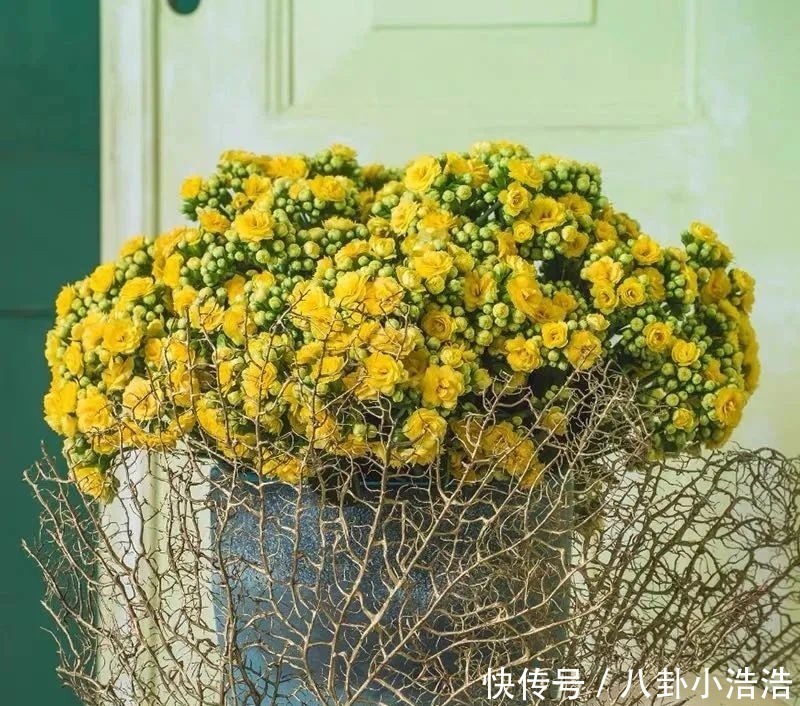 花期|45种长寿花，个个都是高颜值，家里养几盆，美得移不开眼