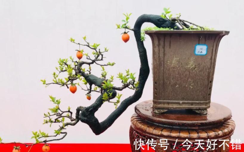 这3种植物适合新手玩“养成老桩”,甭错过!