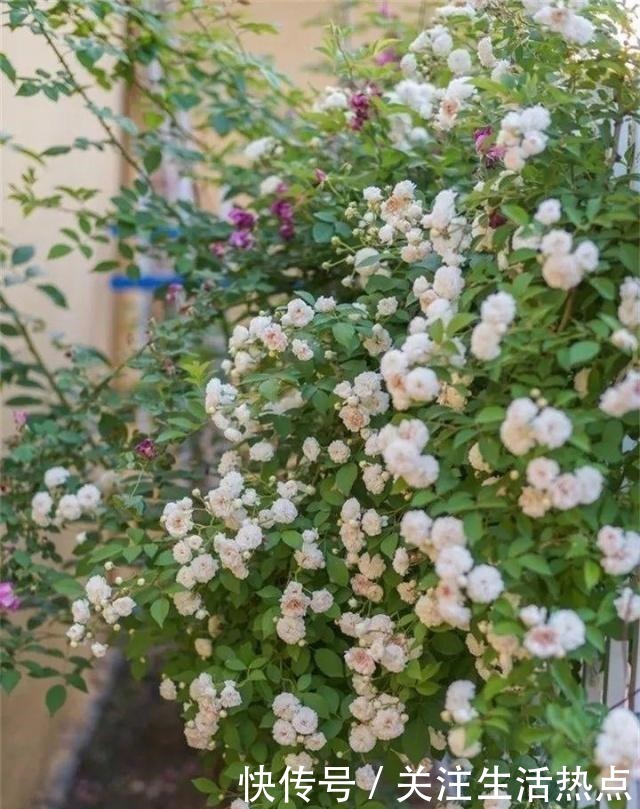 旧农舍改造成花园,一年四季花开不断,邻居看了羡慕的不得了!