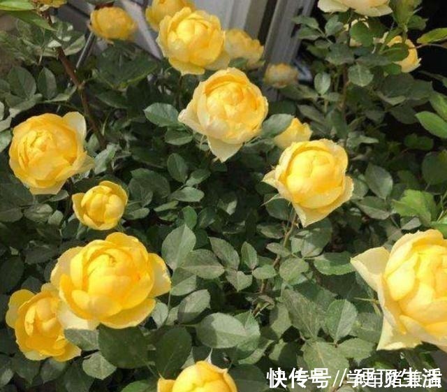 月季花|月季花最喜欢这三种肥,这个春夏花开满枝,就看它了!