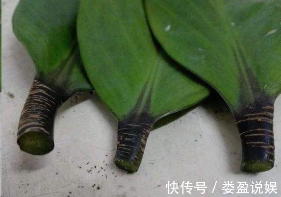 长寿花|别再浪费钱买花了,这些花掰片叶子就能长一大盆,省下好多钱!
