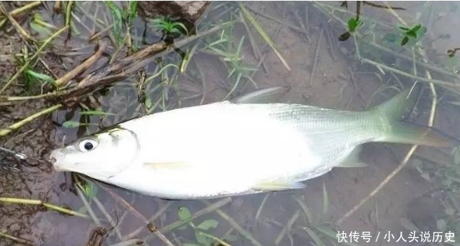 钓法|黄尾怎么钓？黄尾鱼新钓法，命中率更高！