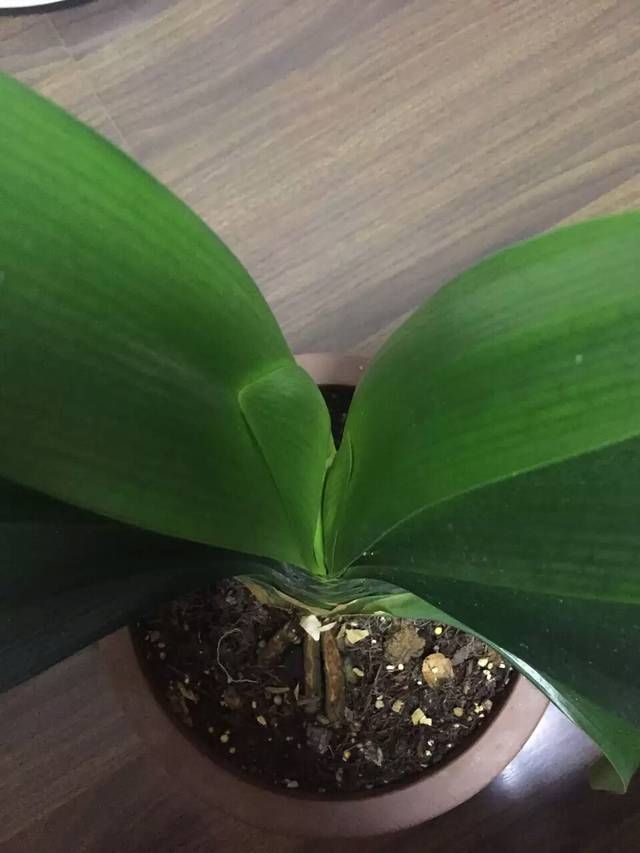 别人|君子兰长出舌头状新叶,这几种情况要知道,别人不会告诉你的经验