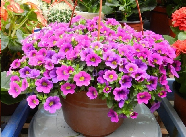 风信子|这18种超级好养的植物,养花新手也能养的很好!