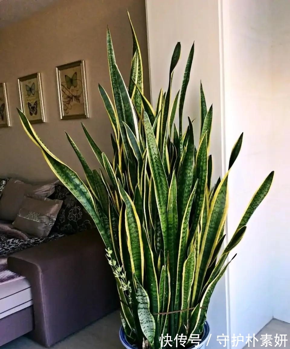 6种花冬天“虐着养”,越虐越漂亮,小盆大太阳,长势更喜人