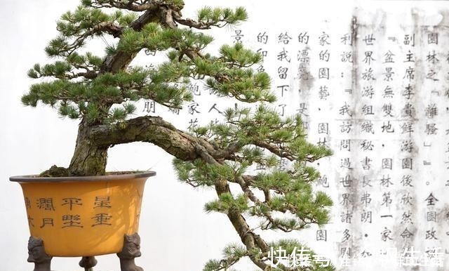 桩材|五针松“盆景”桩材,不会养护造型老师傅这就教你一招