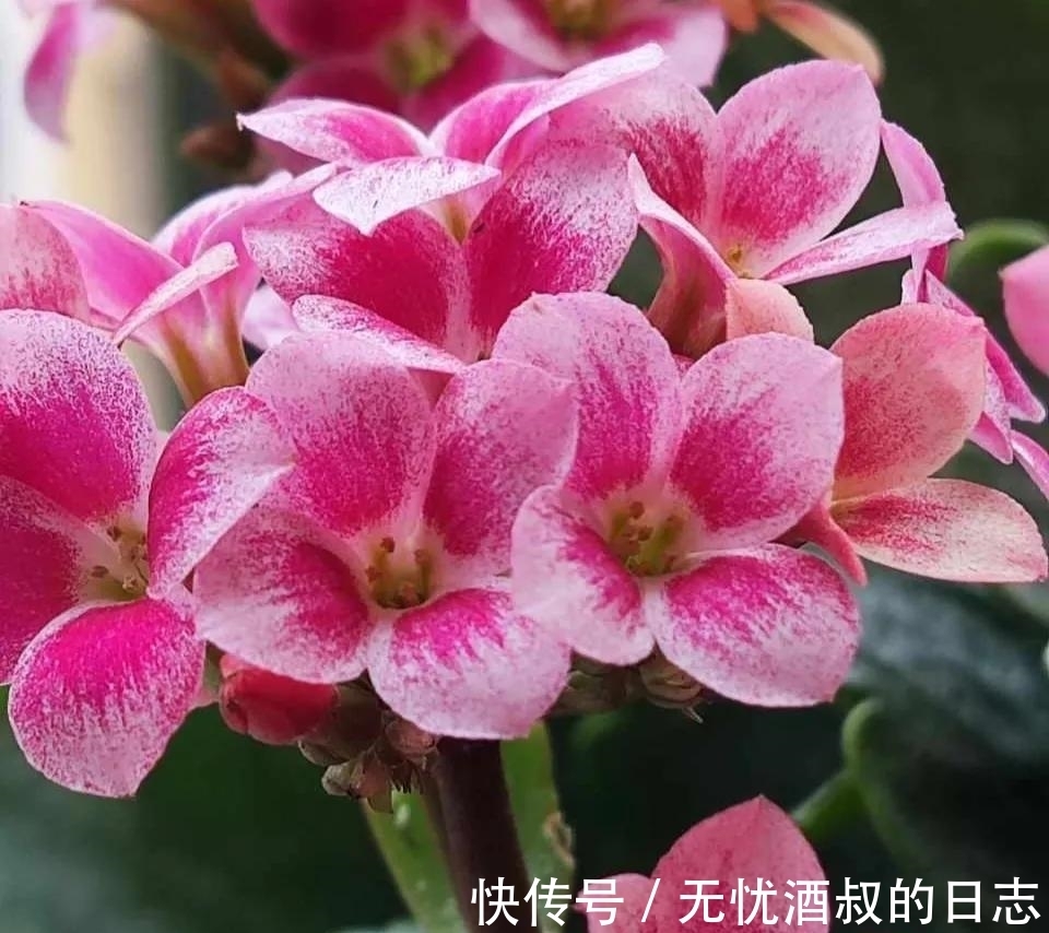 长寿花的3个催花小技巧,学会一个,花朵呼呼冒!