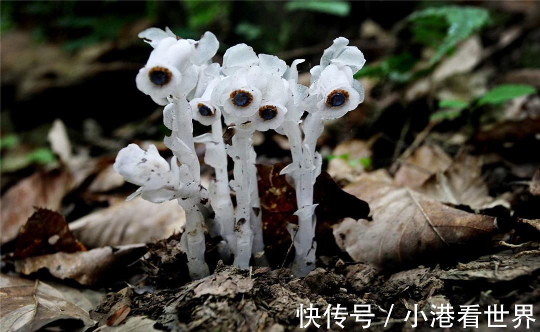 荷叶|世界上最纯洁的花,花瓣透明如水晶,每当下雨就会“变脸”