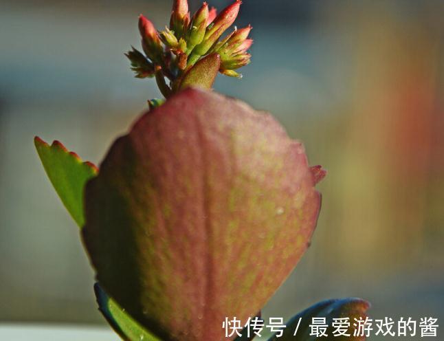 长寿花没长花苞，能不能剪？别剪，放个“大招”就可以了