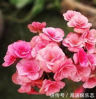 爆盆|晒不死的花卉,夏季“王者”,越晒越能爆盆的盆栽!