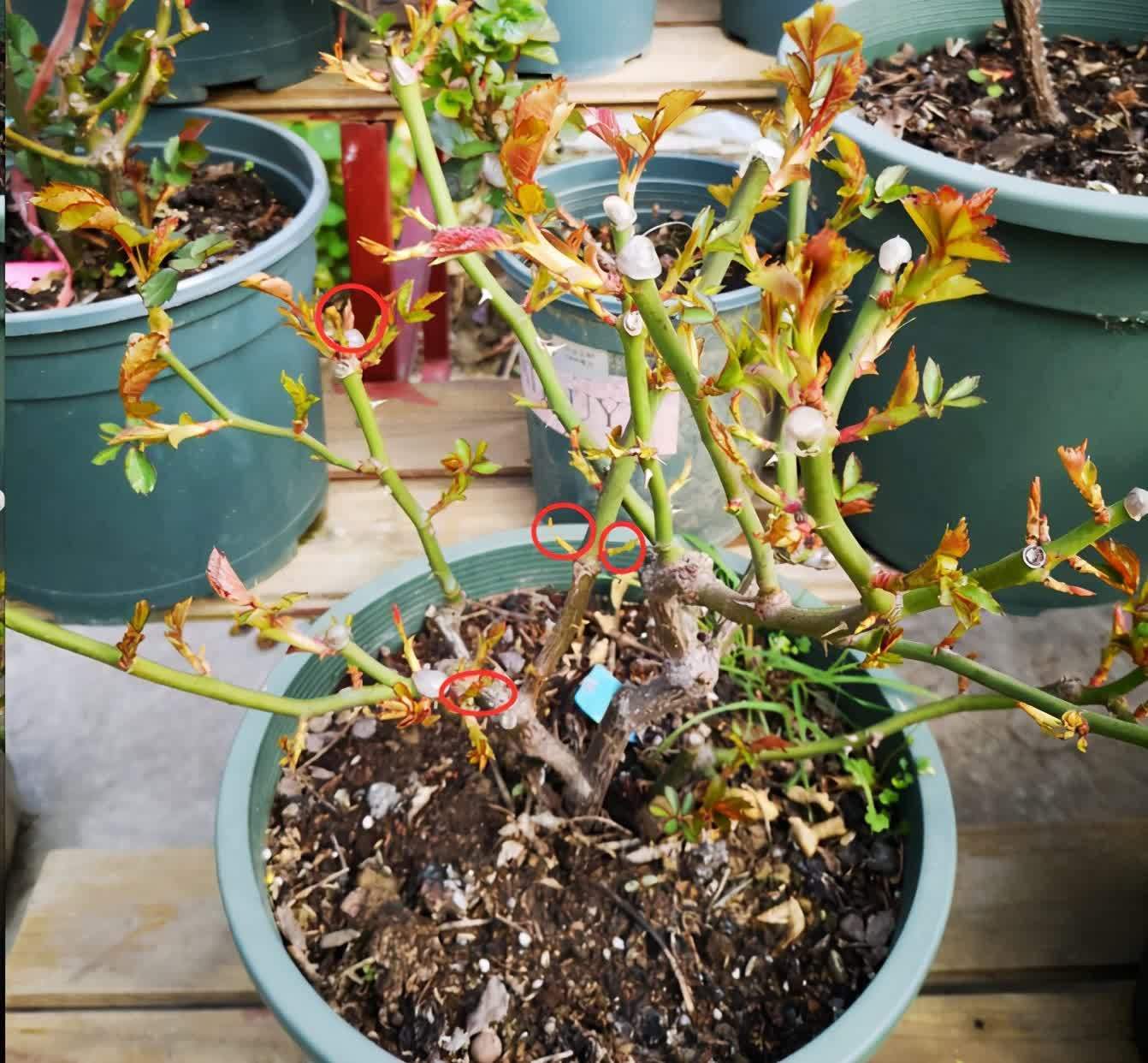 月季春天压一压,一个芽变“一排芽”,枝繁叶茂好开花