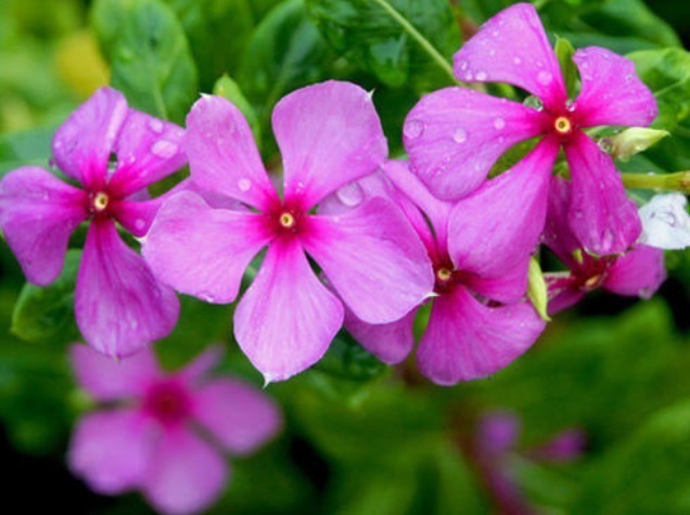 花草匠|3种花,比绿萝好养,比月季“开花时间”长,花量超大,养家里值