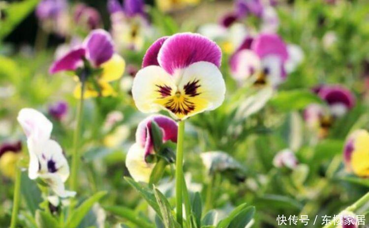 对待新手很友好的花卉,花色柔美,烂漫迷人