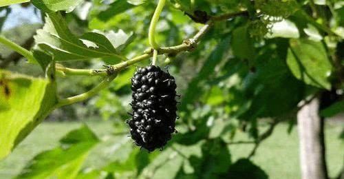 對身體很不錯的幾種食物，營養豐富，健脾暖胃，愛吃就賺了！