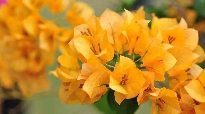 黄金万两|喜欢三角梅,不如养盆“精品”柠檬黄三角梅,金光灿灿,开花爆盆