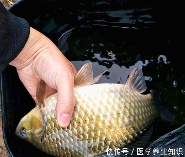 冬季野钓|寒冬野钓,3个台钓习惯与板鲫无缘!大多数钓友还没明白