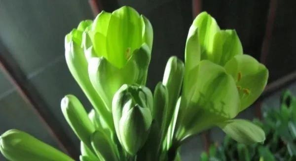 水杨酸|养君子兰,就用4种药,只需埋在花盆中,花剑冒不停,叶绿花还旺