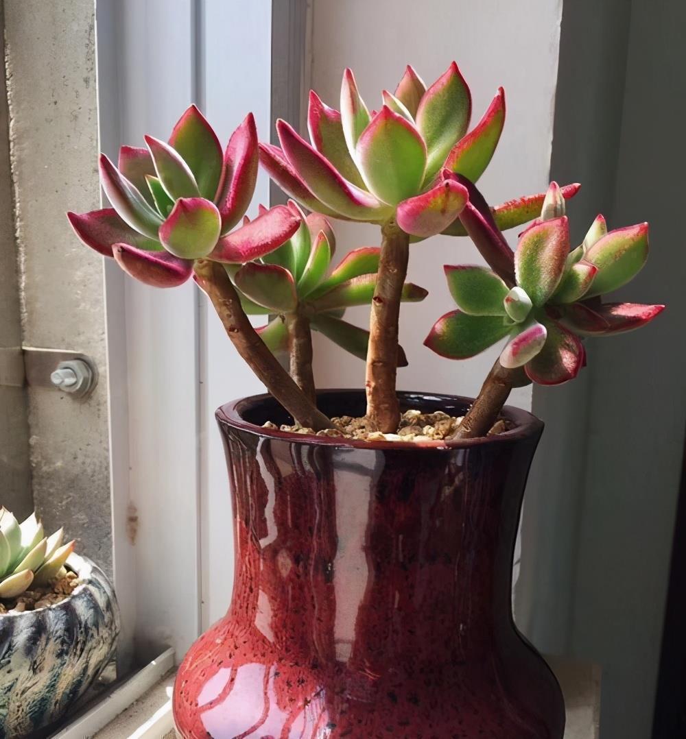 养好多肉锦晃星的2个“技巧”,顺利度夏,叶片肥厚,长成老桩