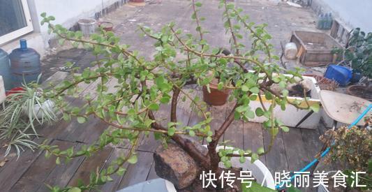 金枝玉叶不娇贵,满足“三习性”,即使不浇水,每天也能长一片叶