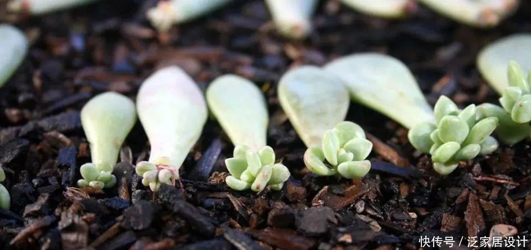 抓住春天扦插季,剪一个花枝,落地就生根,繁殖一堆小花苗