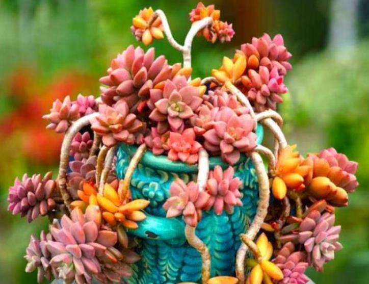 技巧|多肉不浇水就干瘪，一浇水就徒长？教你几个技巧，轻松养成肉胖子