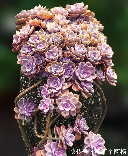 想要打造多肉悬崖桩?教你用点小手段,快速形成,时间缩短两倍!